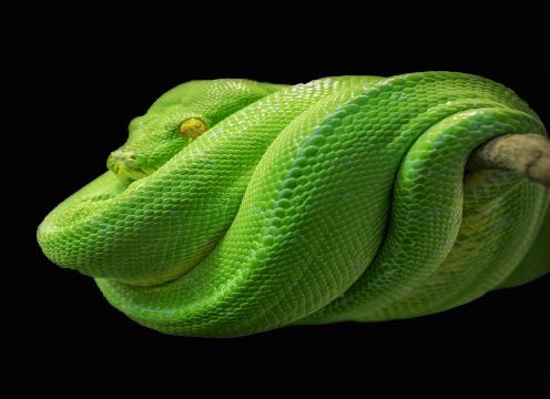 Python